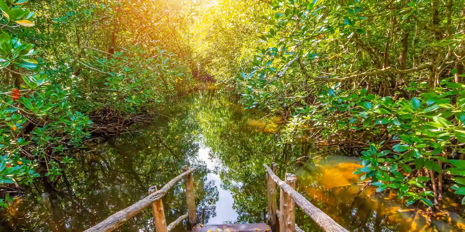 Jozani Forest – Half Day Tour
