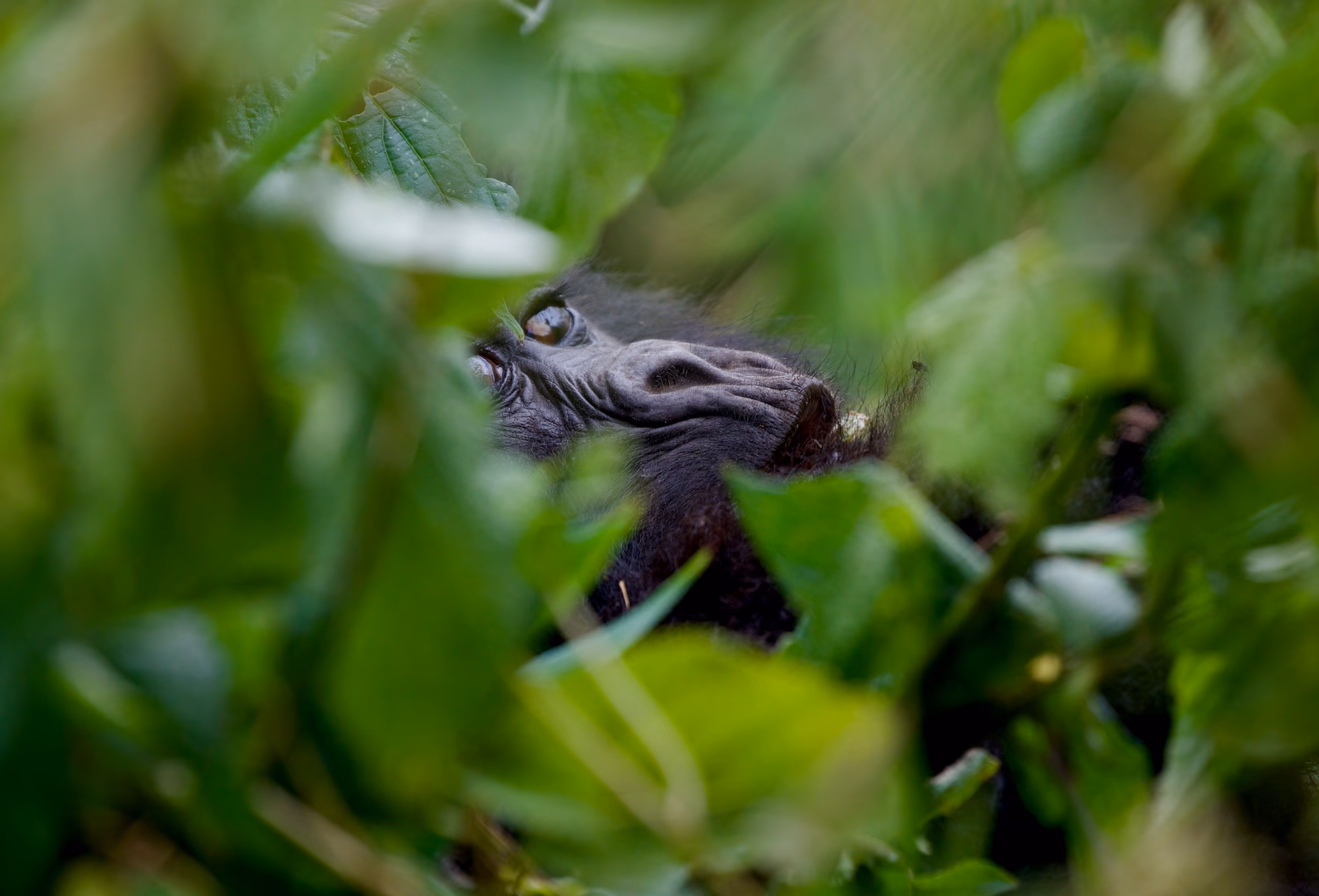 Mountain Gorilla Trekking