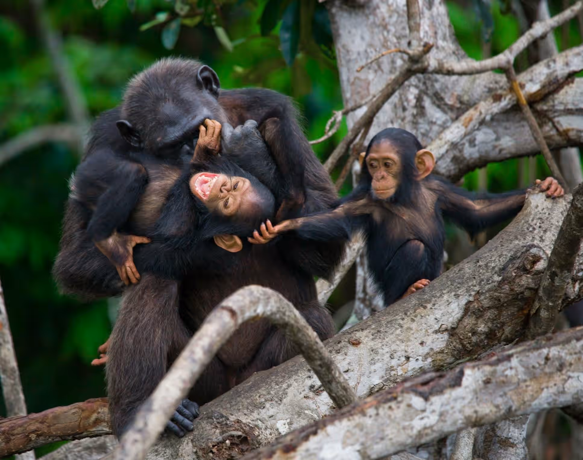 Chimpanzee Habituation Experience (CHEX)