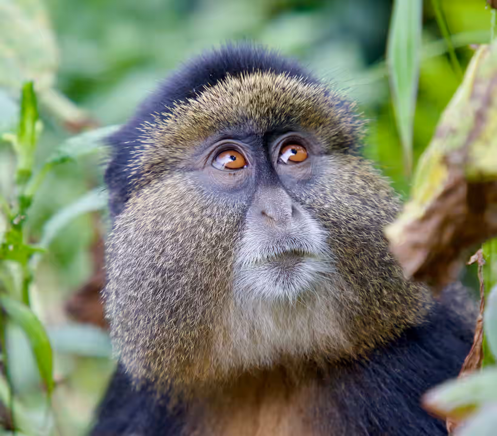 Golden Monkey Tracking