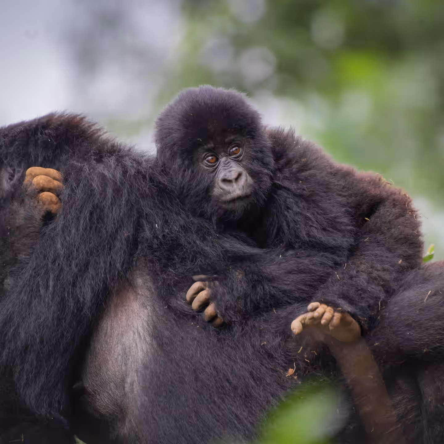Gorilla Habituation Experience (GHE)