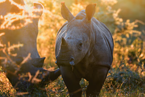 Rhino Tracking on Foot