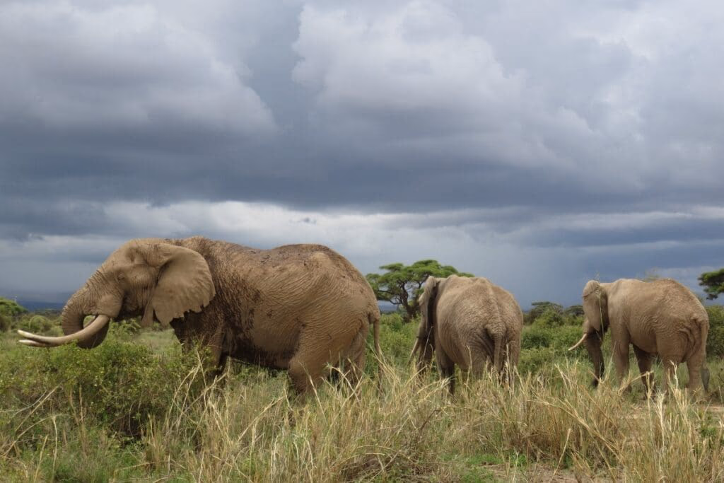 7-Day Ultimate Kenya Safari – Masai Mara, Nakuru, Naivasha & Amboseli