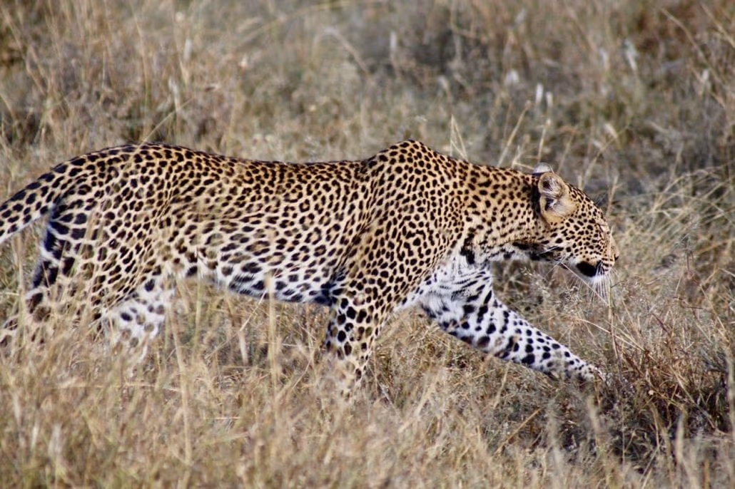 5-Day Masai Mara, Lake Nakuru & Lake Naivasha Safari – Kenya