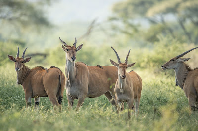 2-Day Unforgettable Tarangire & Lake Manyara Safari
