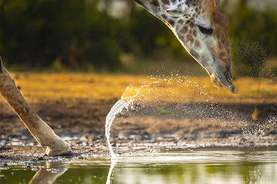 3-Day Safari to Queen Elizabeth National Park