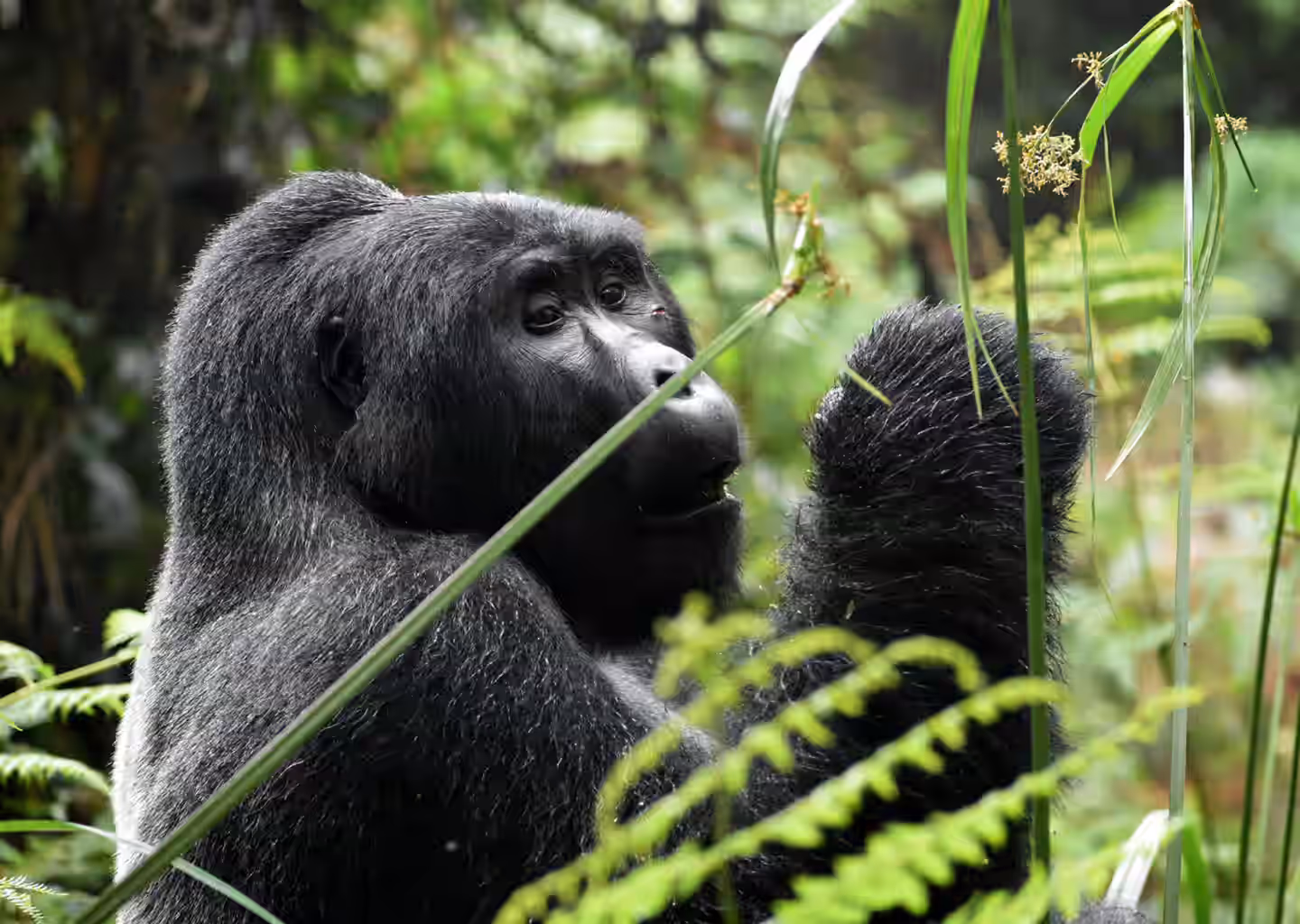 3-Day Gorilla Trekking, Batwa Cultural Trail & Lake Bunyonyi