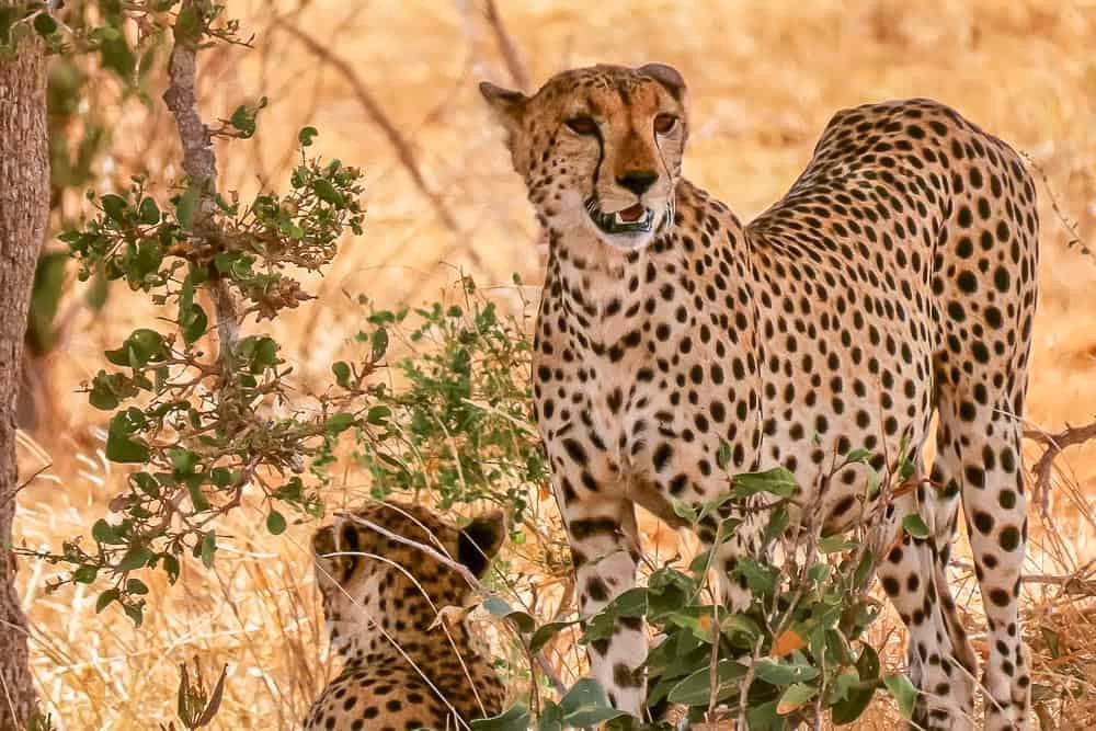 4-Day Masai Mara & Lake Nakuru Safari – Kenya