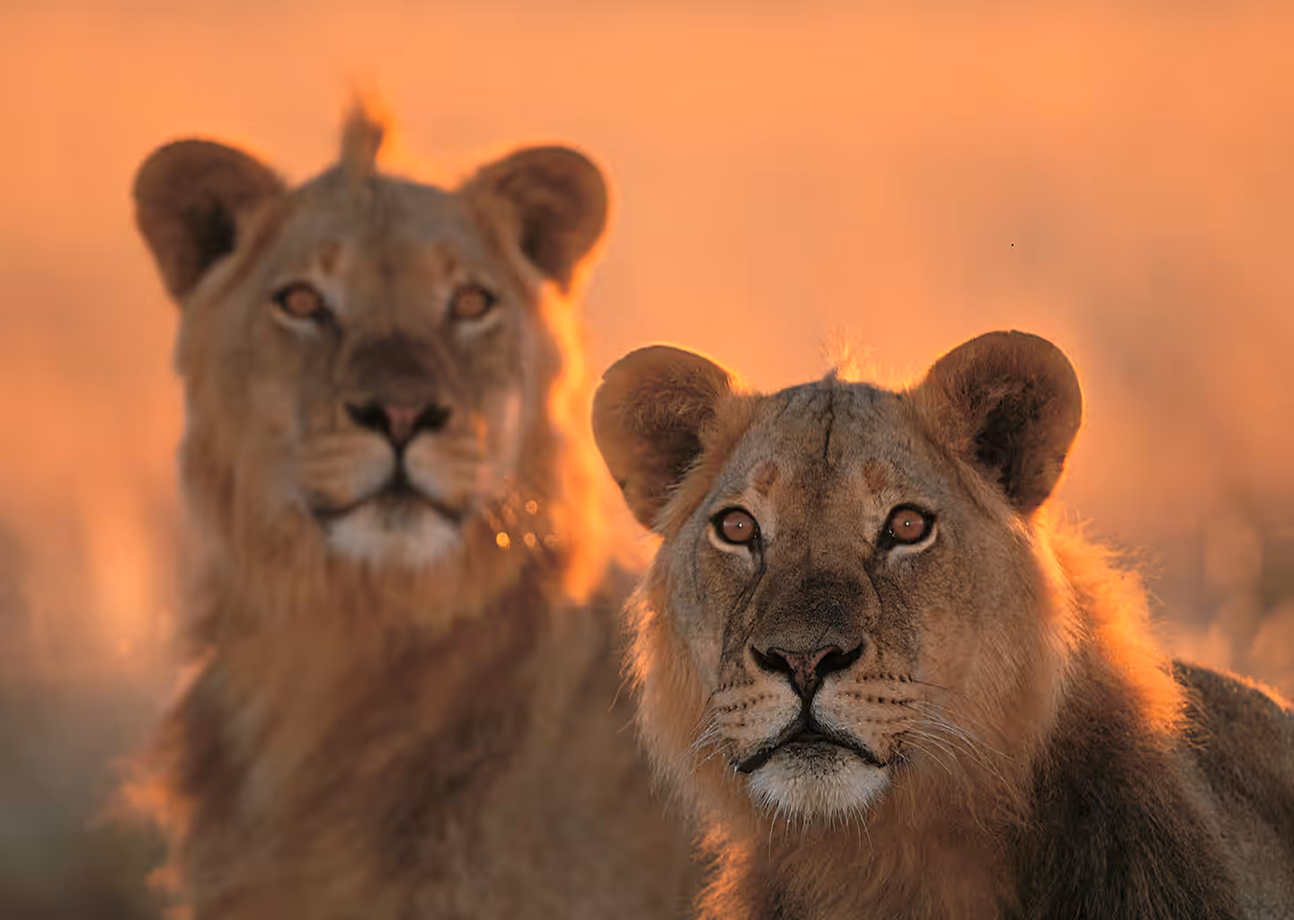 3-Day Masai Mara Safari