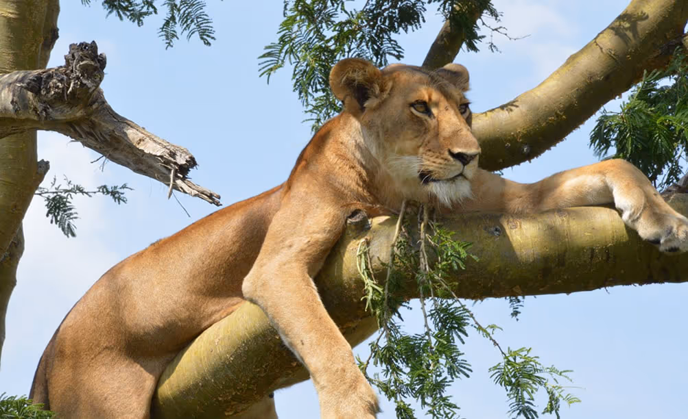 3-Day Queen Elizabeth National Park Safari with Kazinga Cruise & Chimp Trek