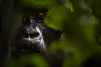 5-Day Uganda Gorilla and Chimpanzees Safari